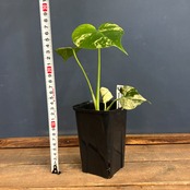 モンステラ　ホワイトモンスター【768】