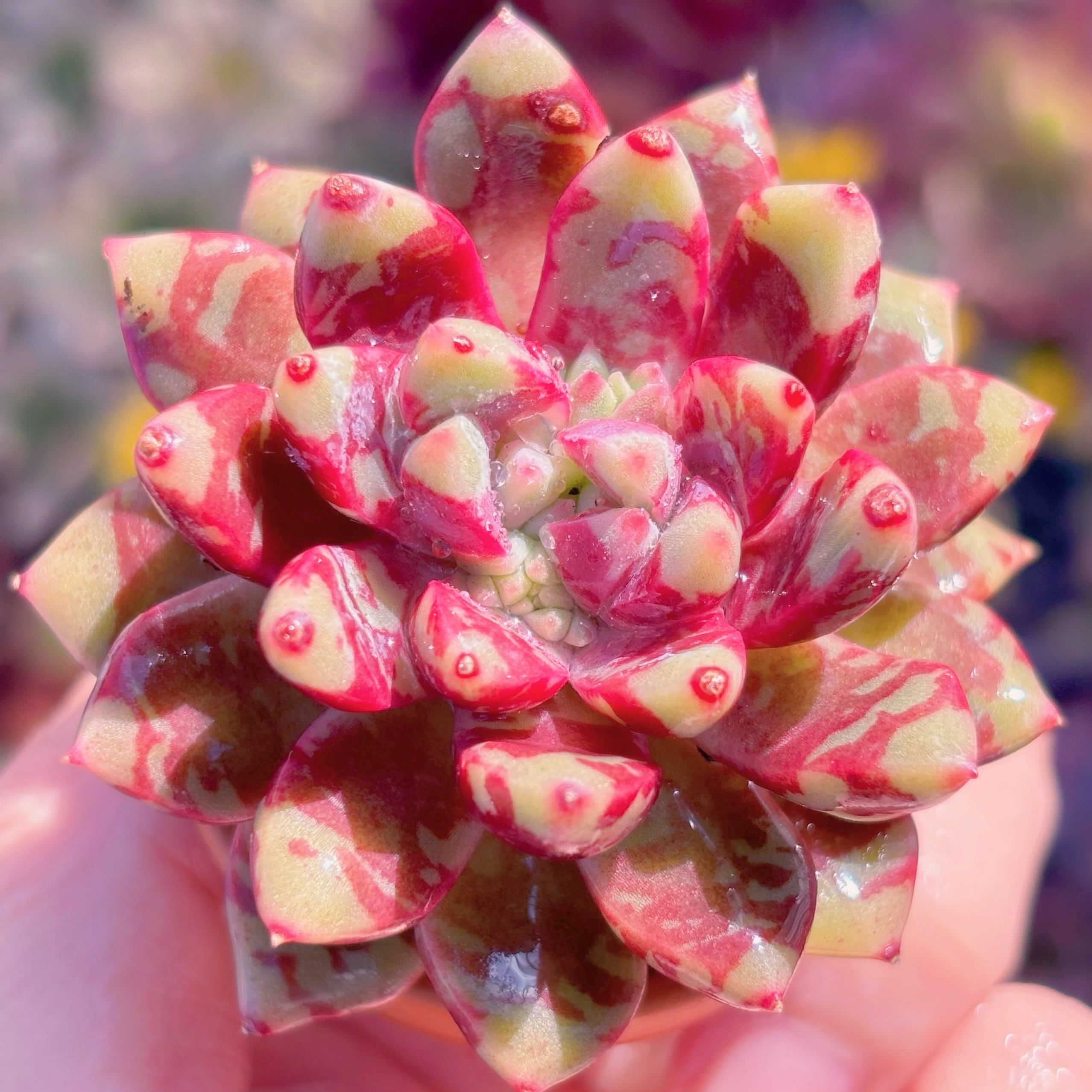 多肉植物 ブラッドスワロー 新入荷 るる農園 | るる農園~多肉植物専門