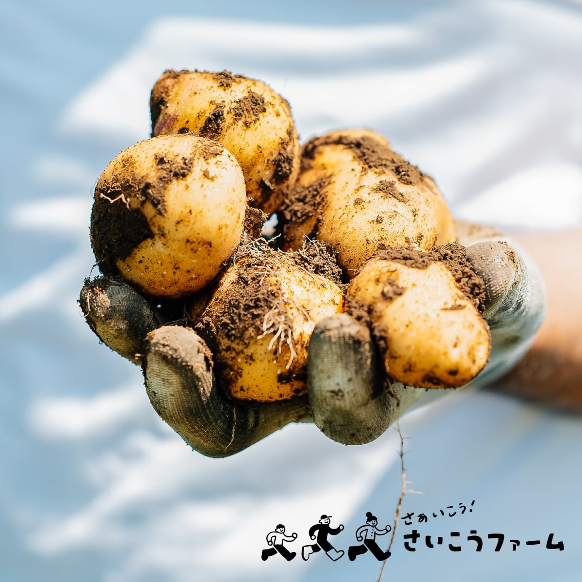 順次発送】送料無料☆熟成じゃがいも2026「夜明けのうた」1.8kg