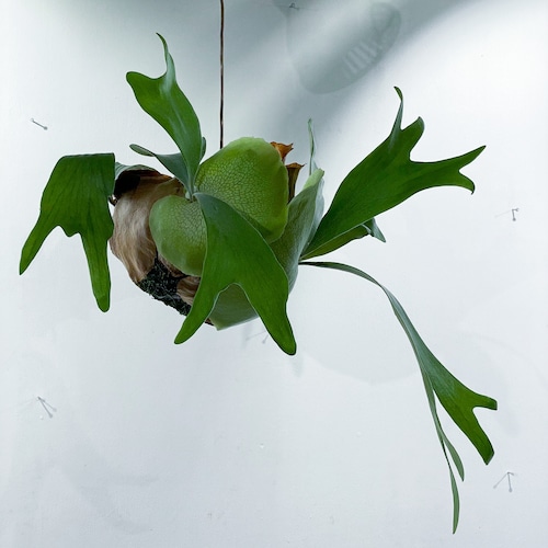 ビカクシダ・ネザーランド P. bifurcatum cv. Netherlands ビカクシダ・ネザーランド P. bifurcatum cv. Netherlands