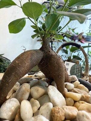 ガジュマル　黒