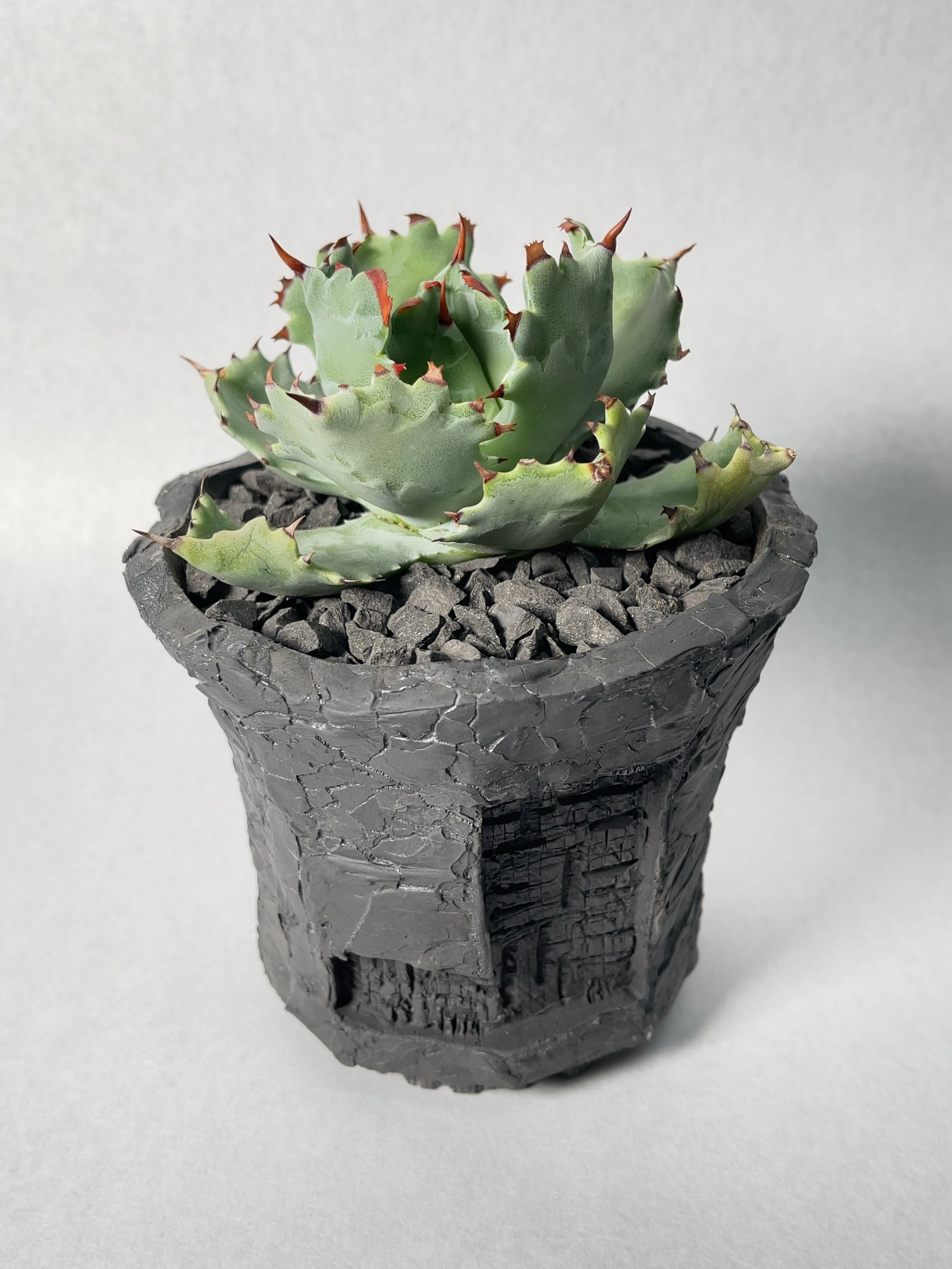 アガベ　王妃甲蟹錦　大株出品 アガベ／王妃兜蟹錦 | わかば・はなれ