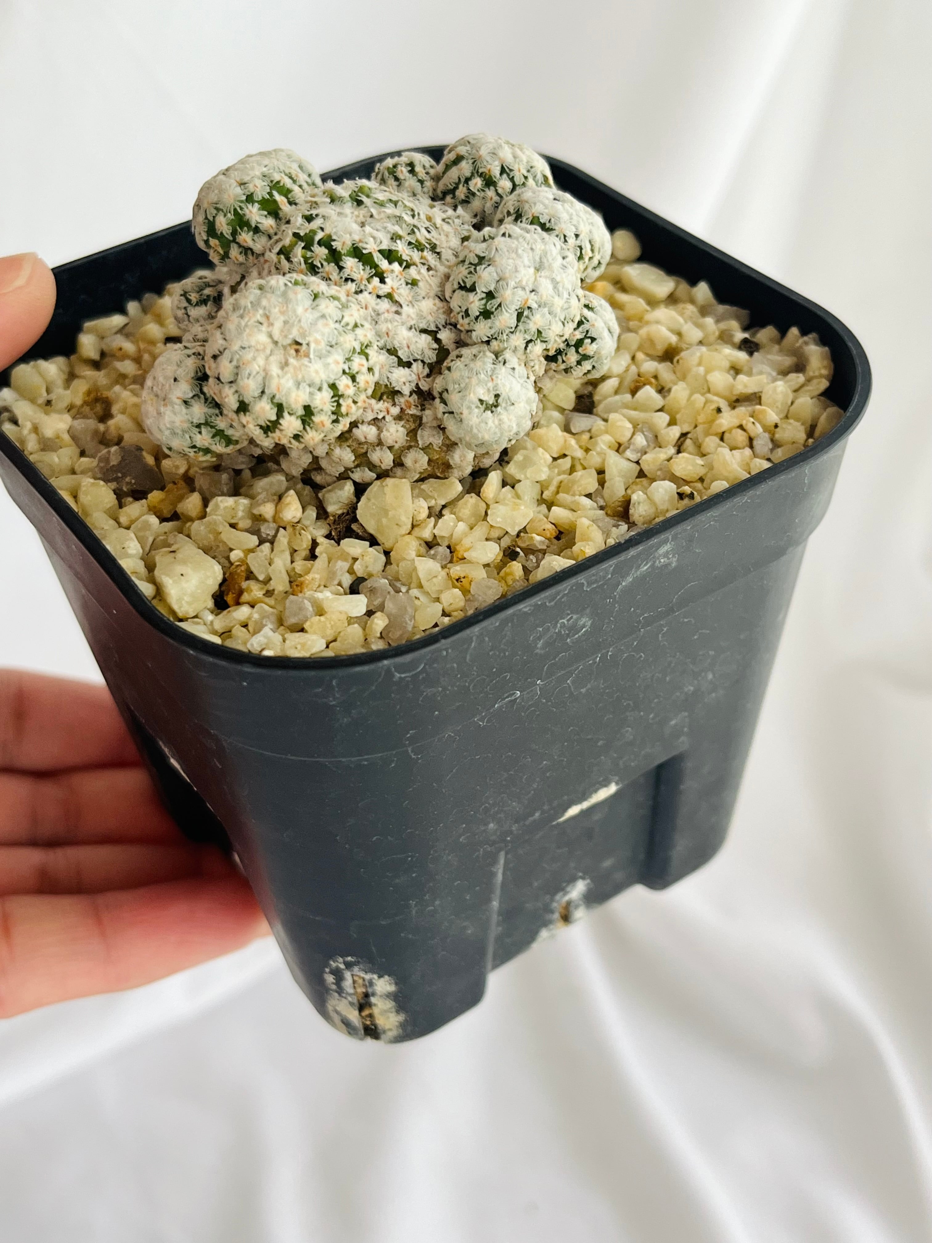 Turbinicarpus valdezianus ツルビニカルプス スーパーバラ丸 サボテン