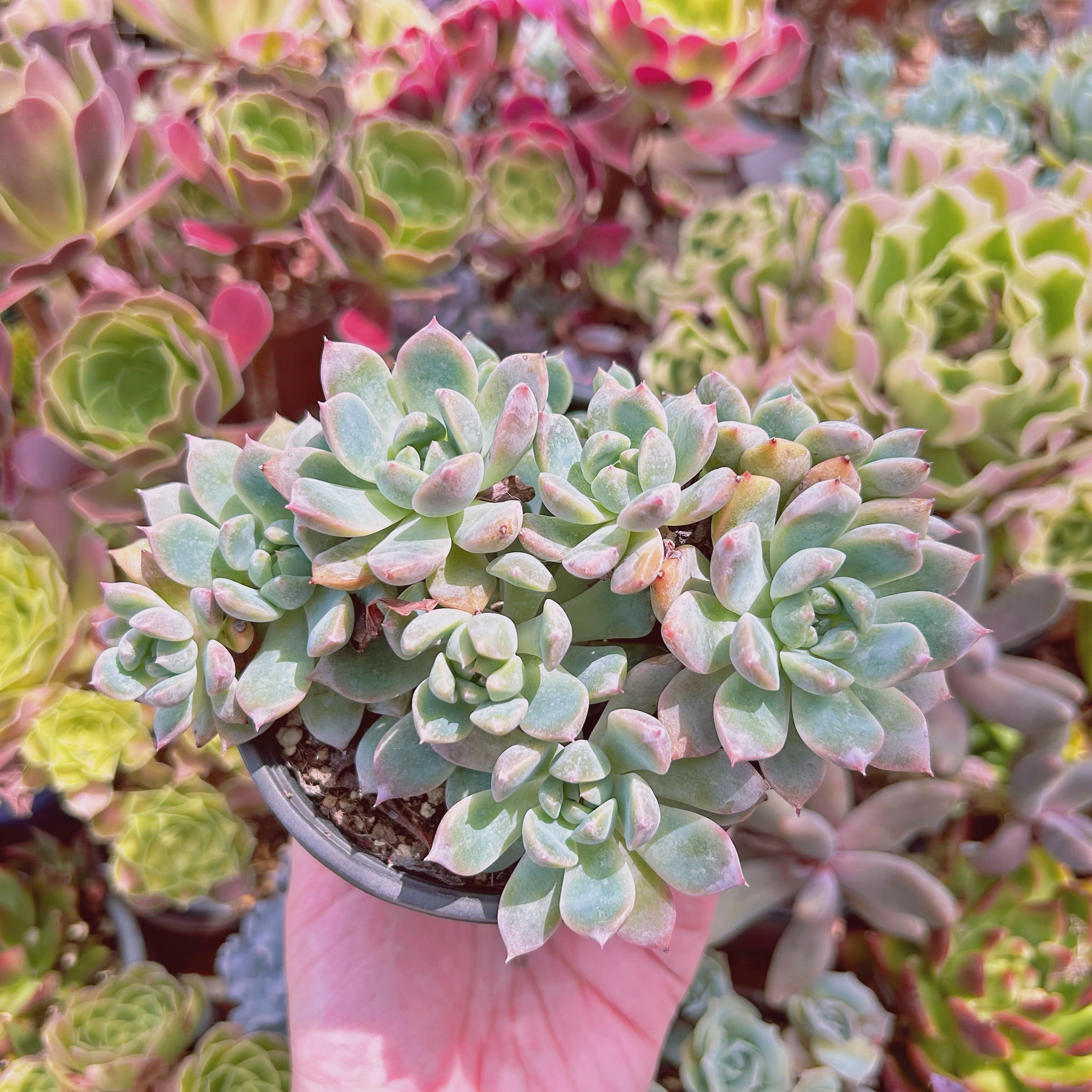 #547現物　多肉植物　フロストフラワー　特大　抜き苗