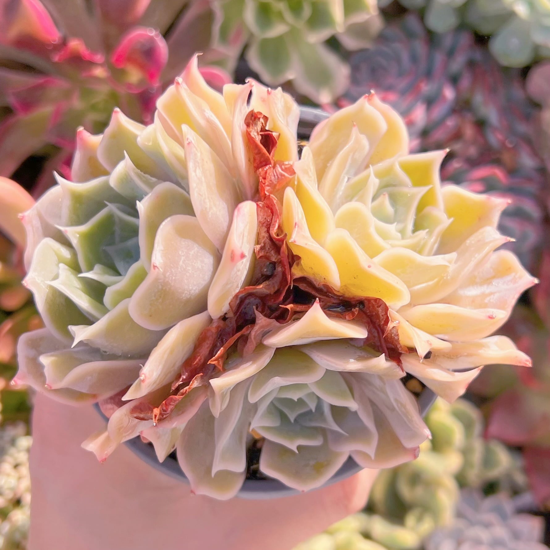 現品　クジラ#A86    群生　新入荷