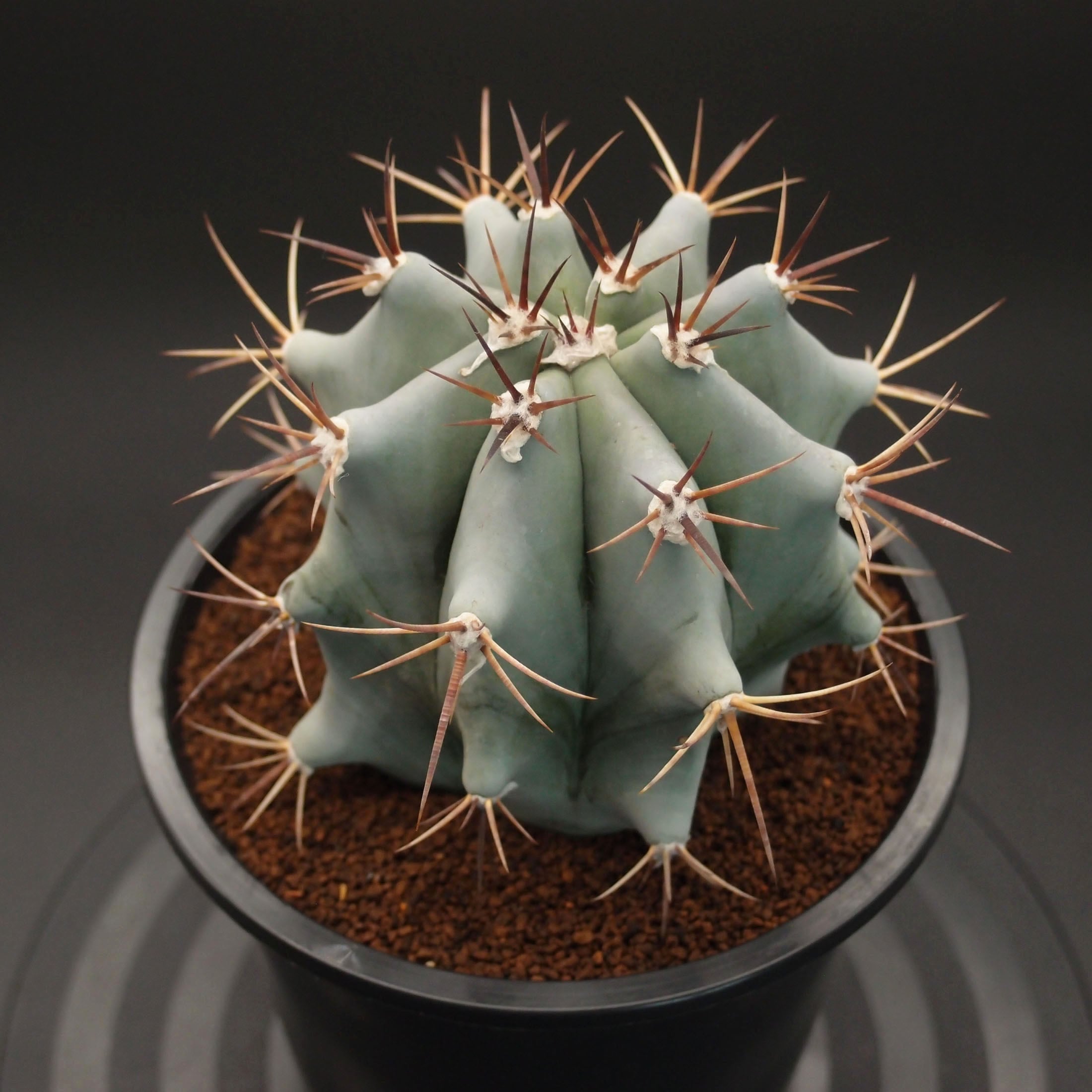 エキノカクタス属 | 万緑 BAN RYOKU