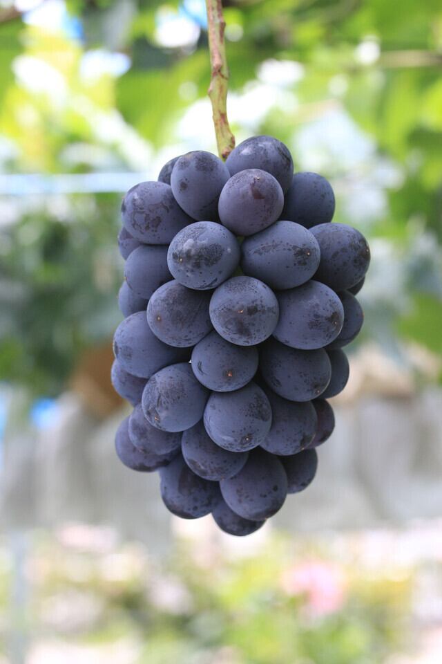 予約品】9月上旬～中旬 お届け 数量限定 送料無料 産直 ぶどう 巨峰