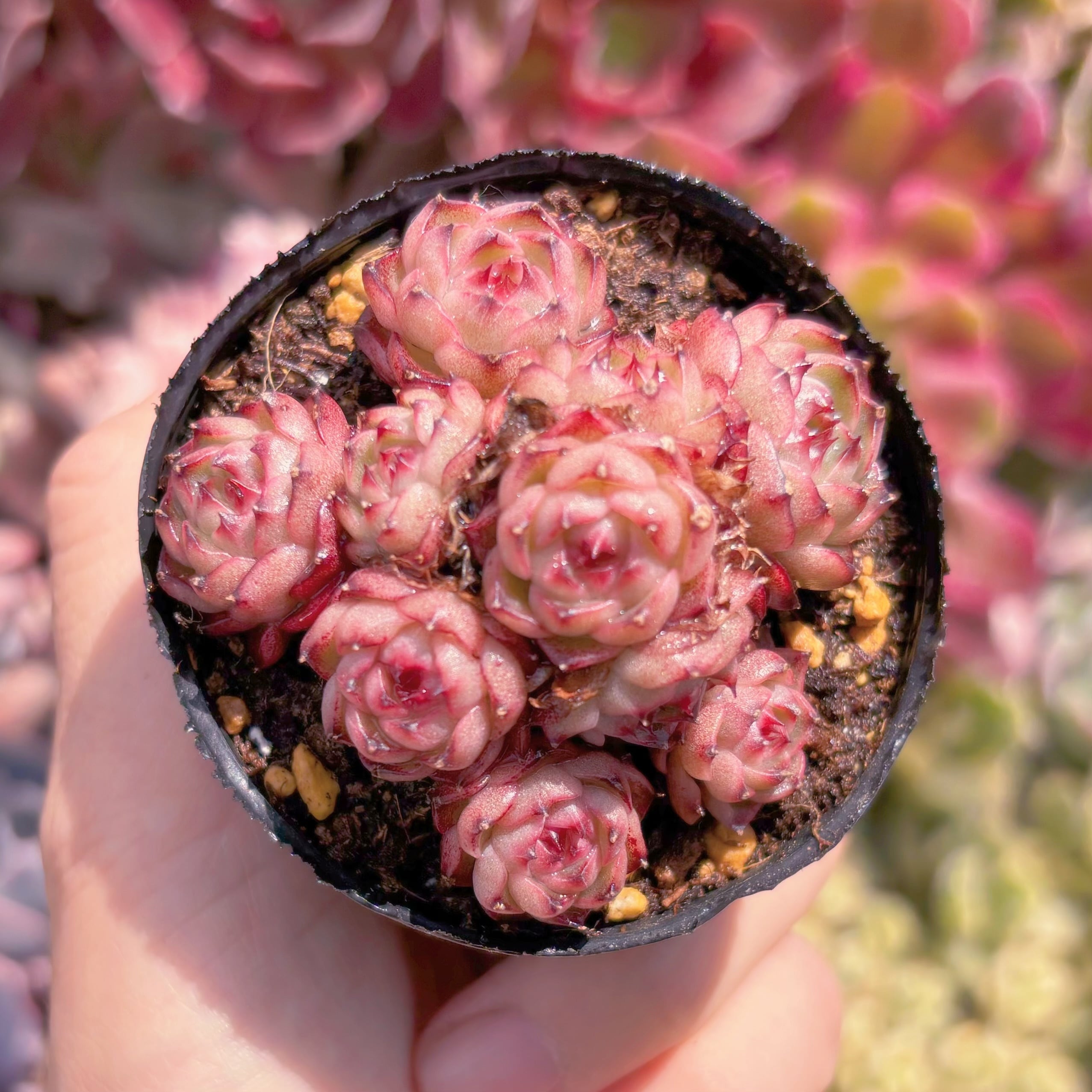 現品　マロンショコラ#607　るる農園