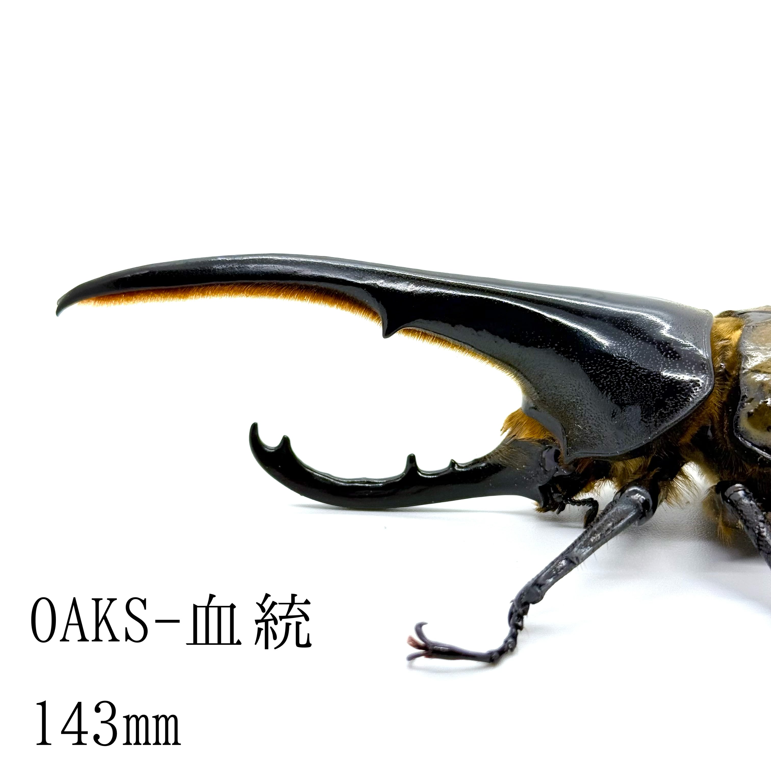 143㎜ / 成虫 / オス / ヘラクレスオオカブト