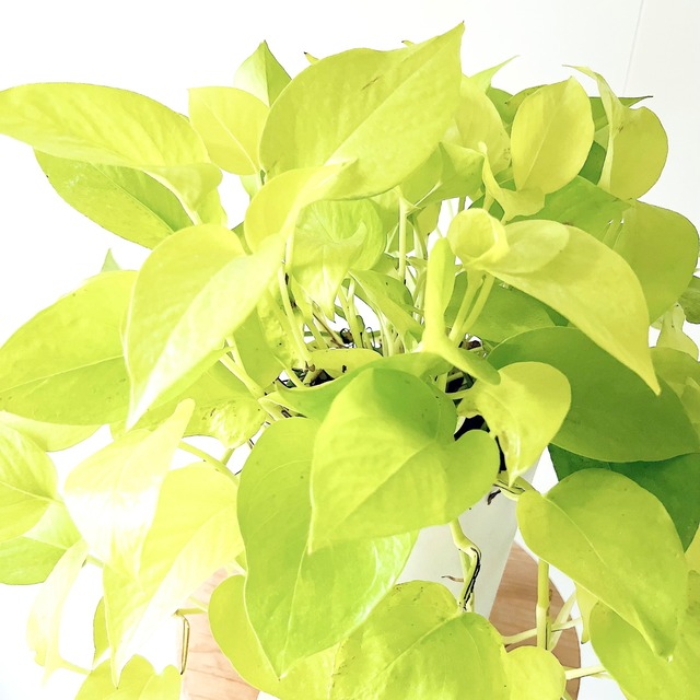 ポトス ライム 鉢カバー付き 観葉植物 calm cafe