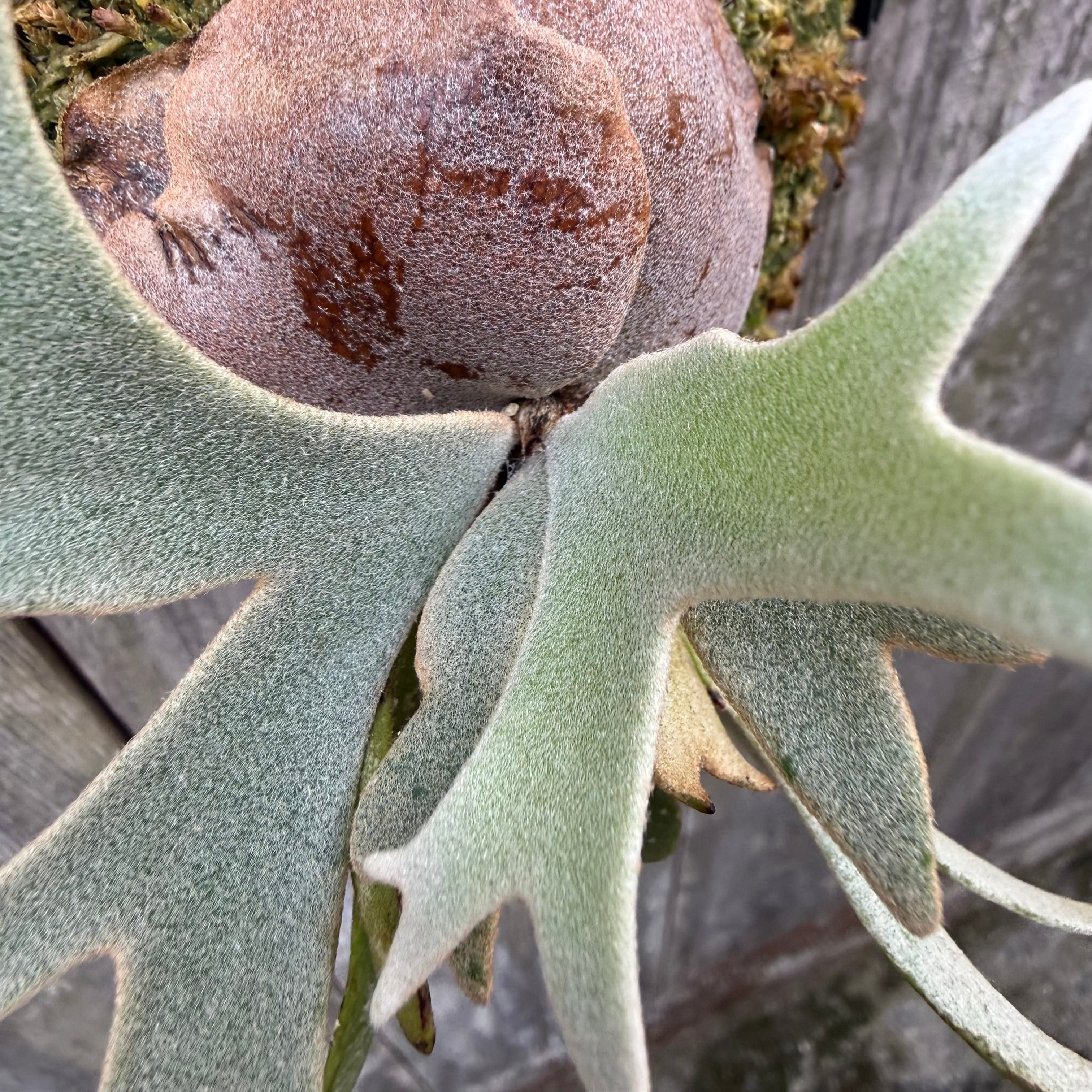 Platycerium Totoro Yellow Moon Dwarf Totoro Spore【29】 Willinckii