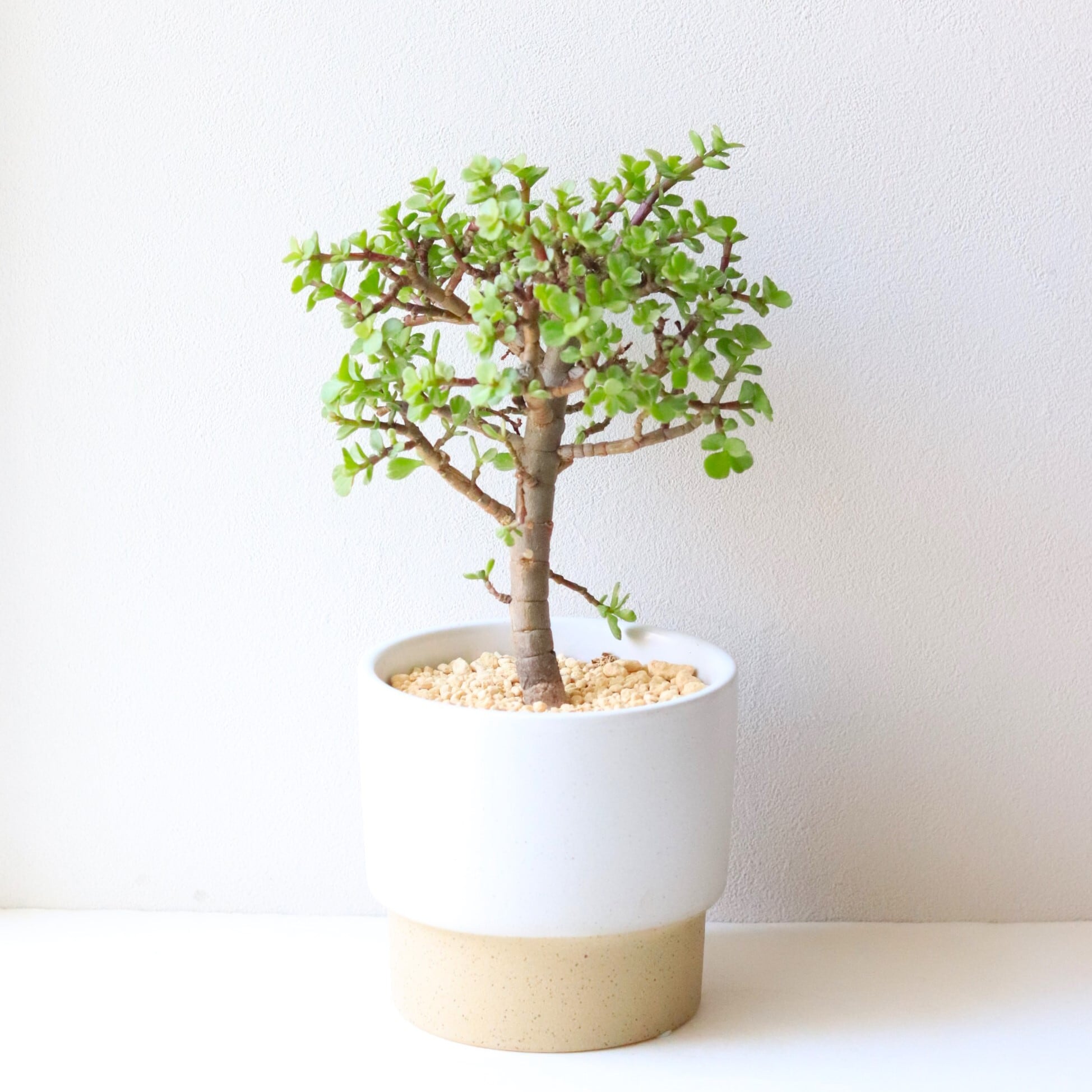 【グリーン】ポーチュラカリア アフラ