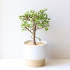 【グリーン】ポーチュラカリア アフラ