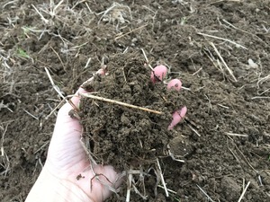 さつまいも１kg　蜜あふれる べにはるか