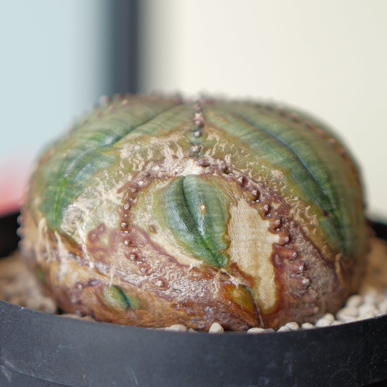 超扁平 木質化 モンスト オベサ / ユーフォルビア