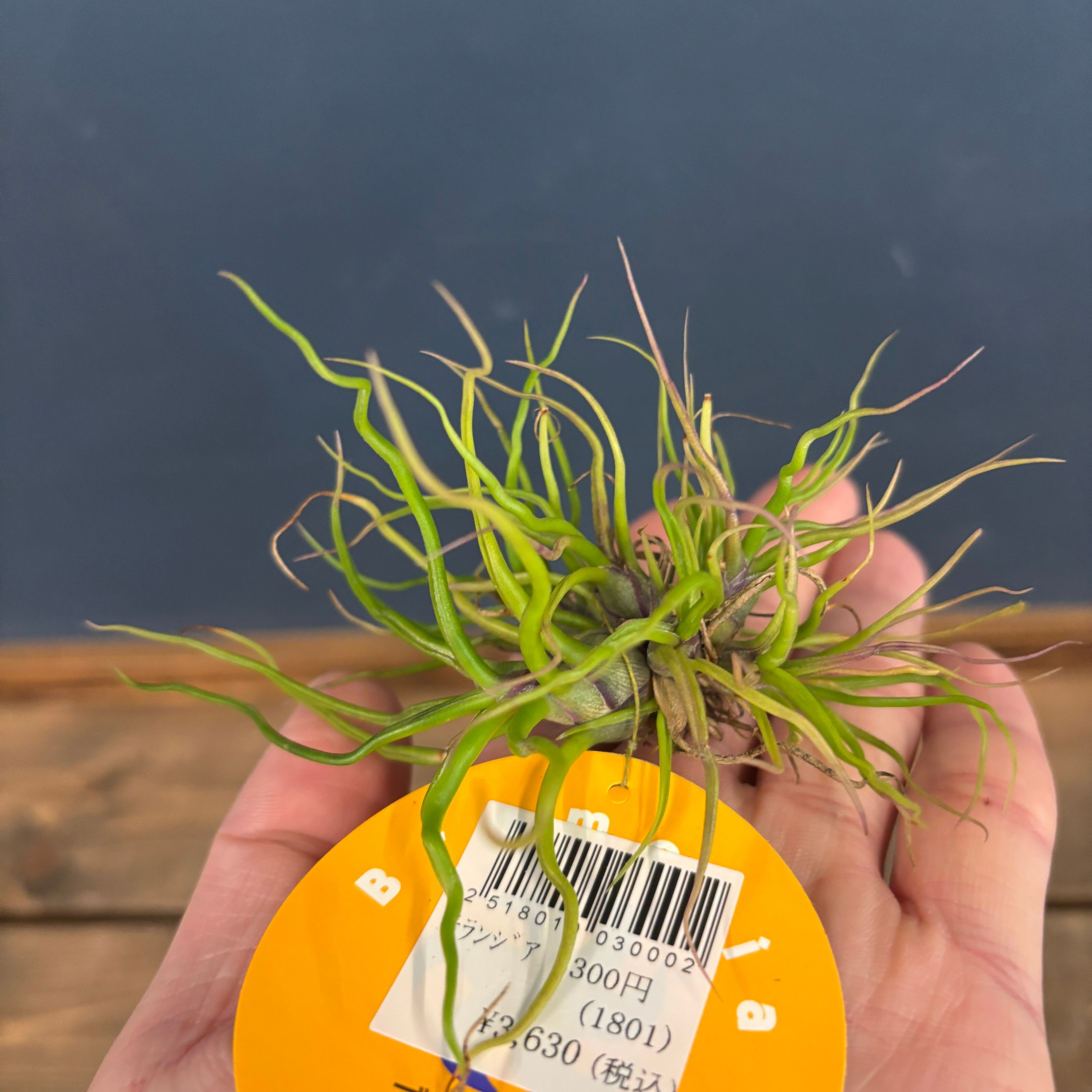 Tillandsia チランジア ブルボーサ mini Brazil cfd3f924813691ed45c71e6d5dc8af