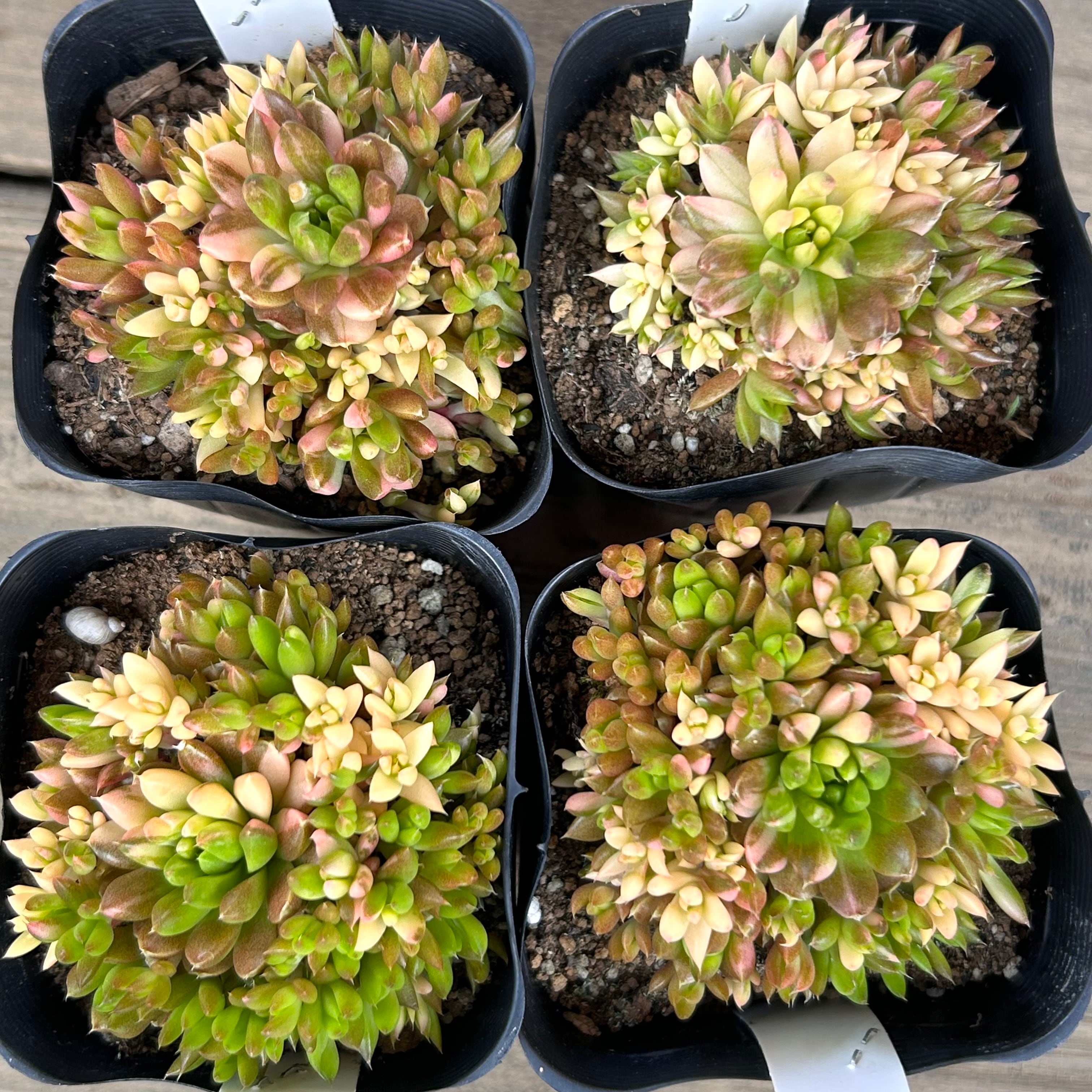 多肉植物⑤ パープソルム 大和錦 抜き苗 多肉植物⑤ パープソルム 大和