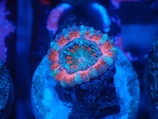 Loadhowensis Baby "Ultra" 23