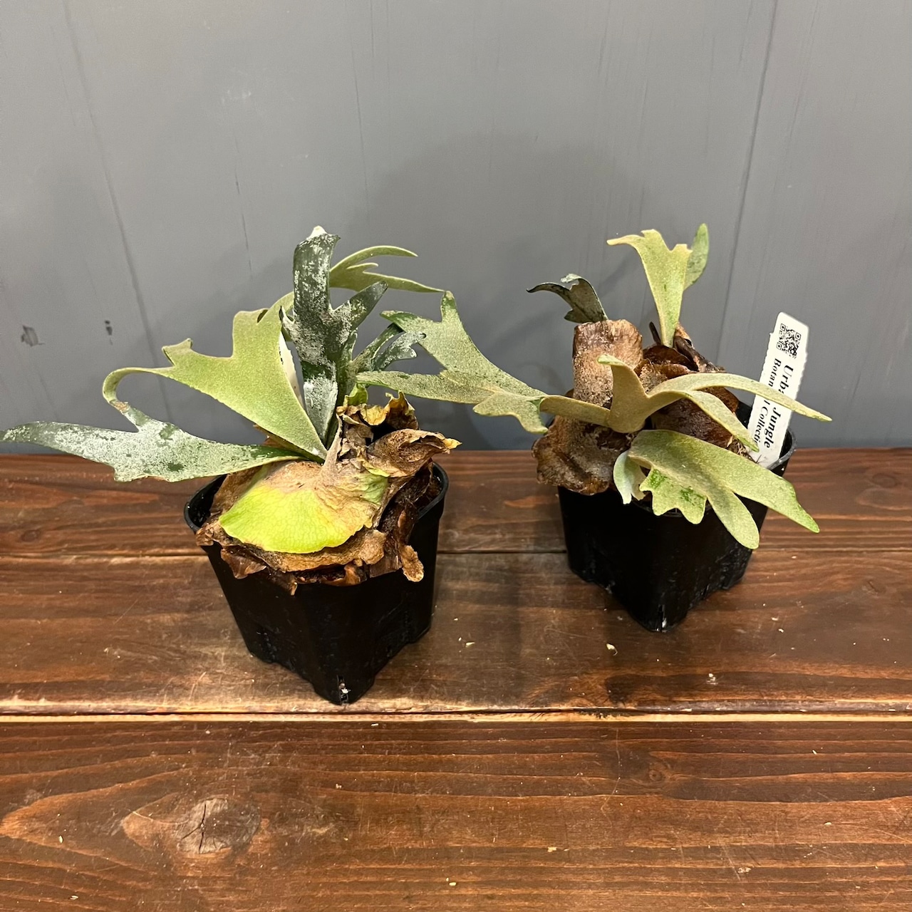 【秋の植え替えフェア対象】【セット】ビカクシダ　ウィリンキー　ジュエル