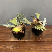 【秋の植え替えフェア対象】【セット】ビカクシダ　ウィリンキー　ジュエル