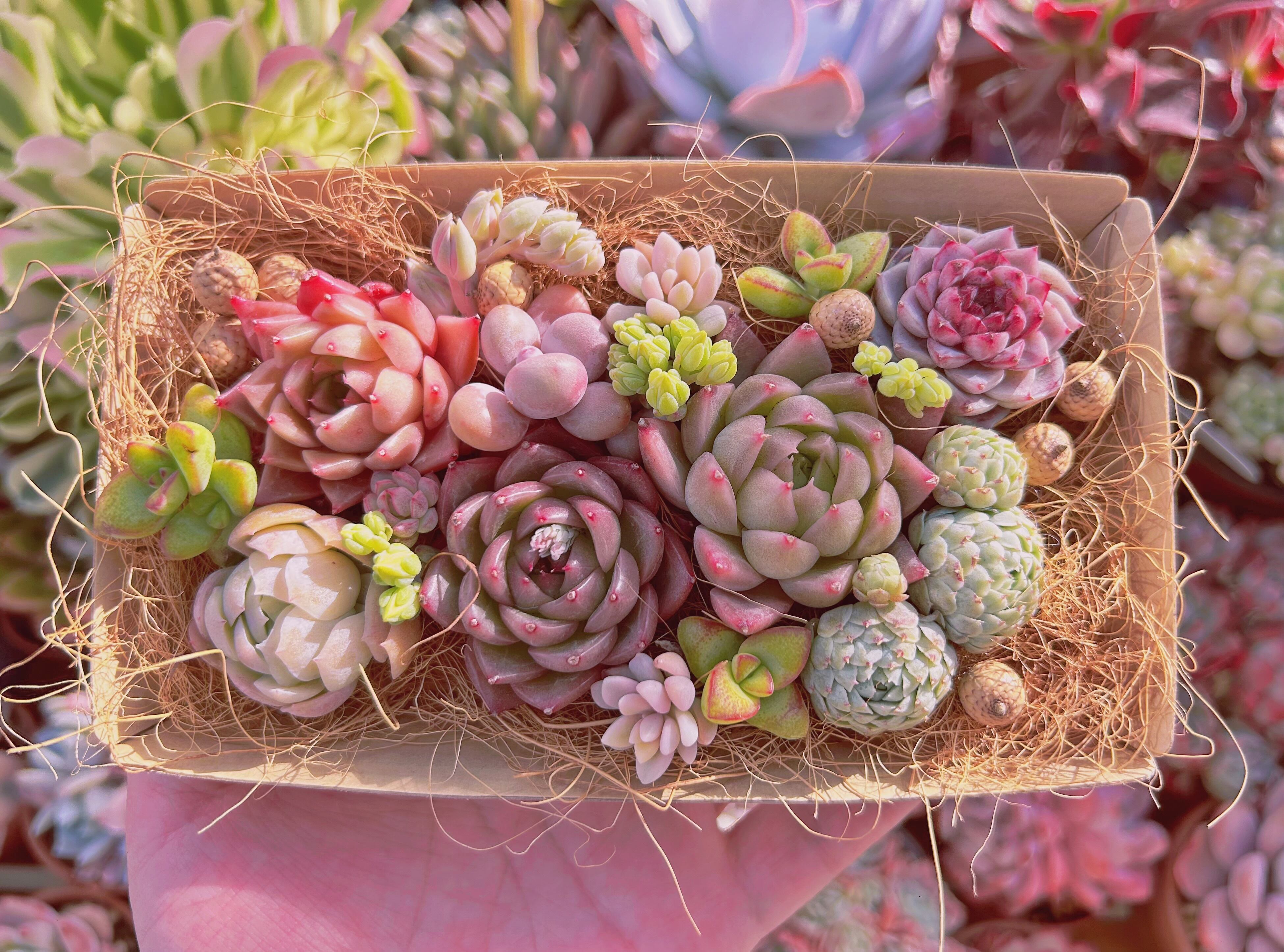 #327現物　多肉お弁当　トレーのまま発送