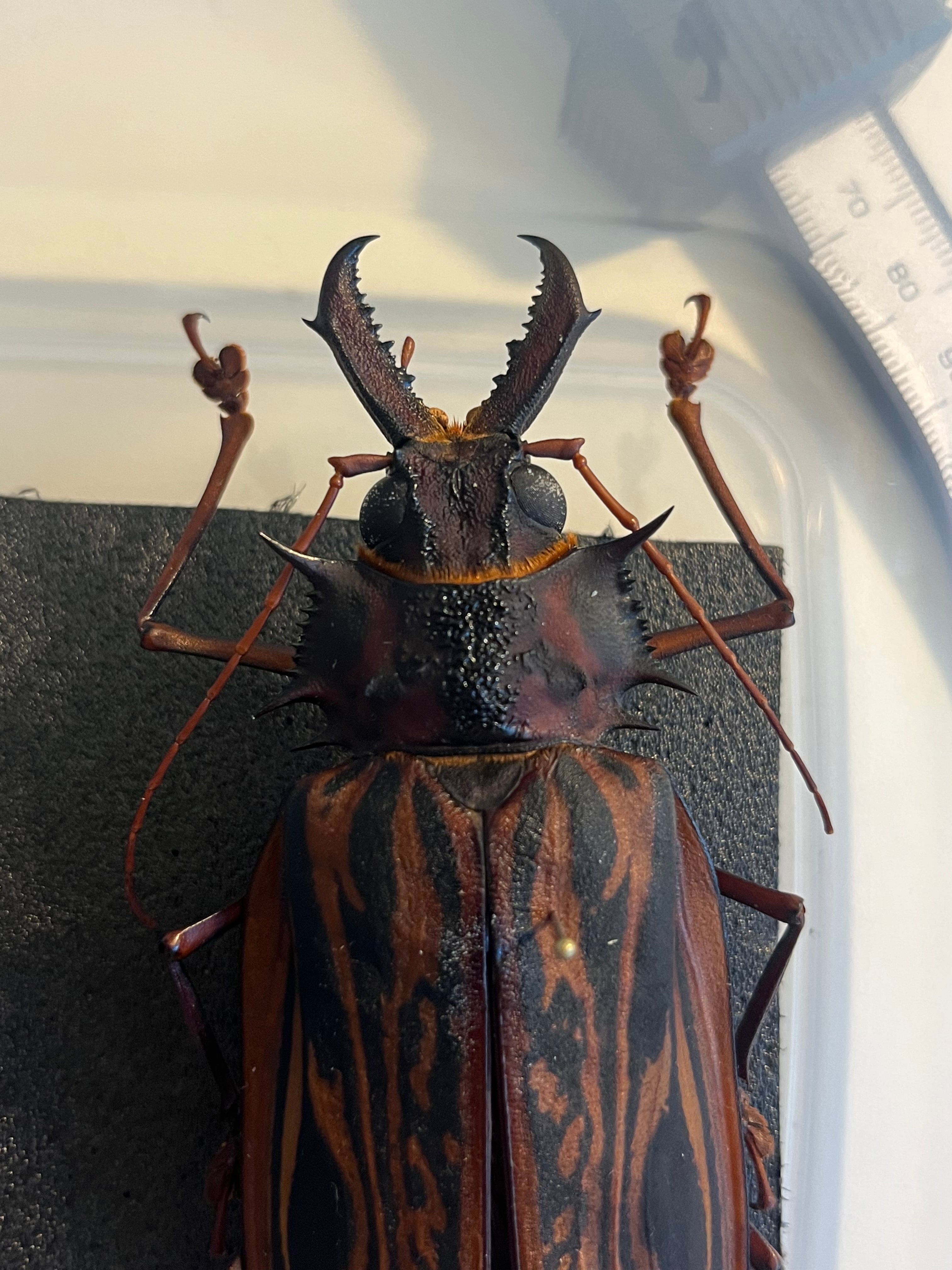 106mm♀】オオキバウスバカミキリ標本 Macrodontia cervicornis昆虫
