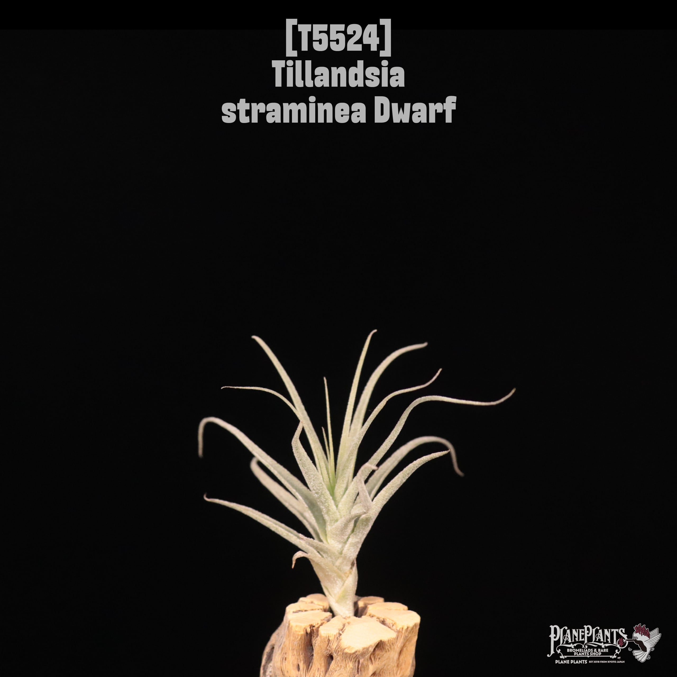 □ IN STOCK [販売中商品] | plane plants