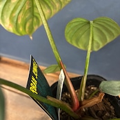 フィロデンドロン sp コロンビア【141】