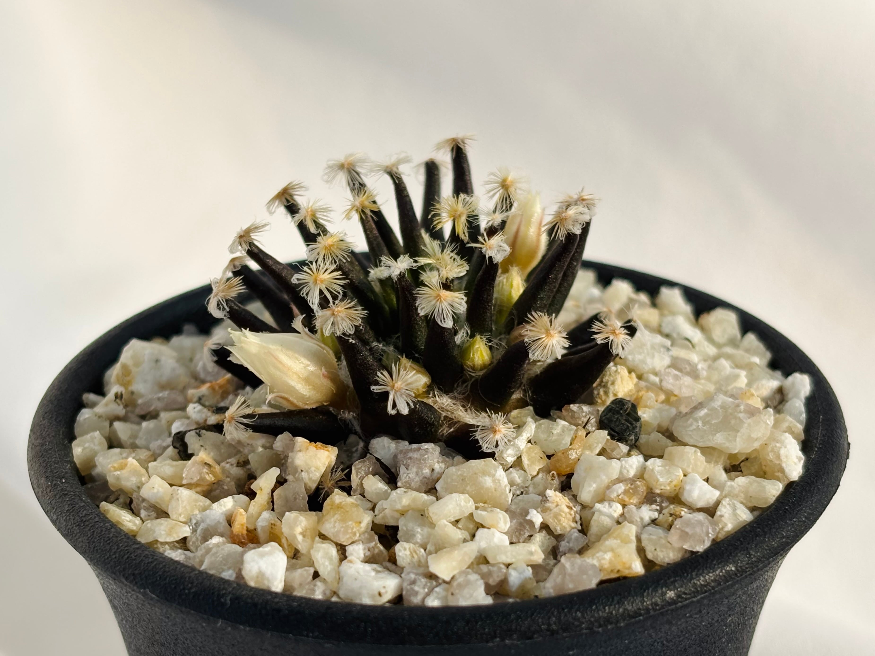 Mammillaria schiedeana マミラリア 黒肌明星 サボテン | plants MARU