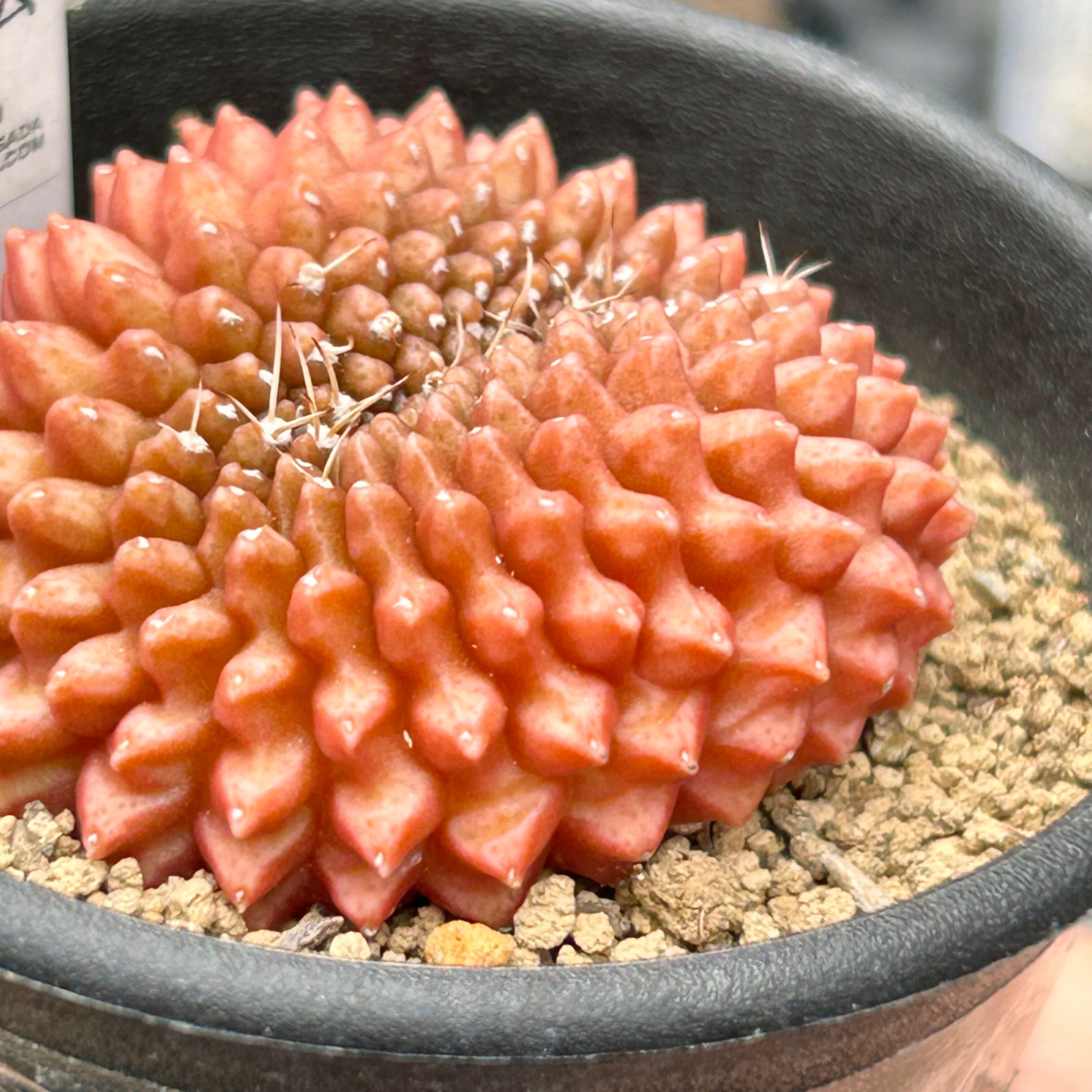 T)ギムノカリキウム刺無牡丹玉石化(サボテン) | RuPo 多肉植物専門店