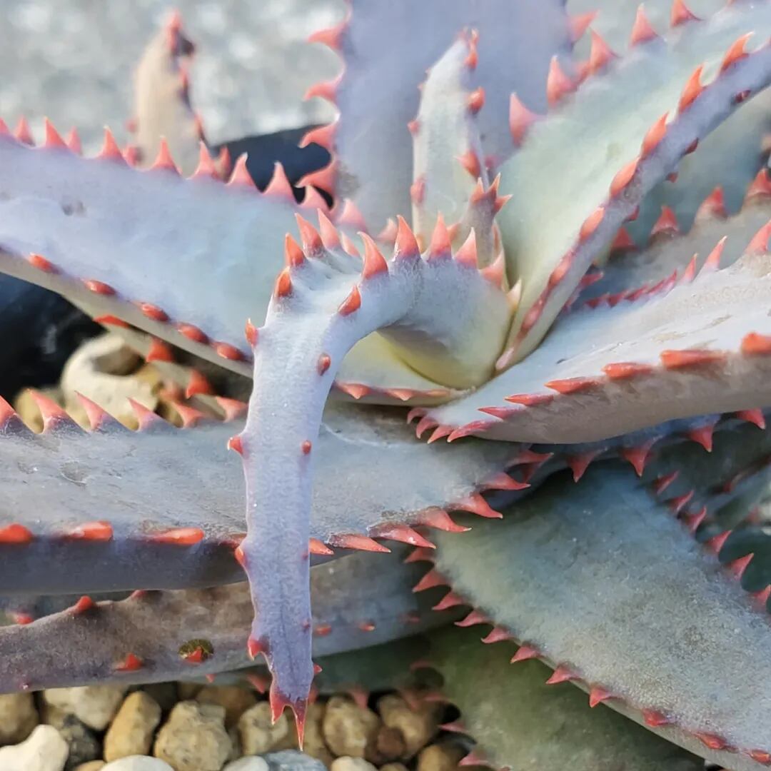 F00356_Aloe 'Chiristmas Carol' x castilloniae：アロエ