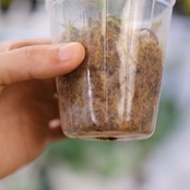 フィロデンドロン パトリシアエ / Philodendron patriciae⑤ / 観葉植物