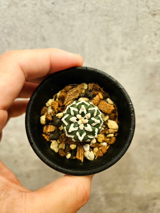 Astrophytum asterias Vtype  アストロフィツム スーパー兜 V 【artPLANTs】