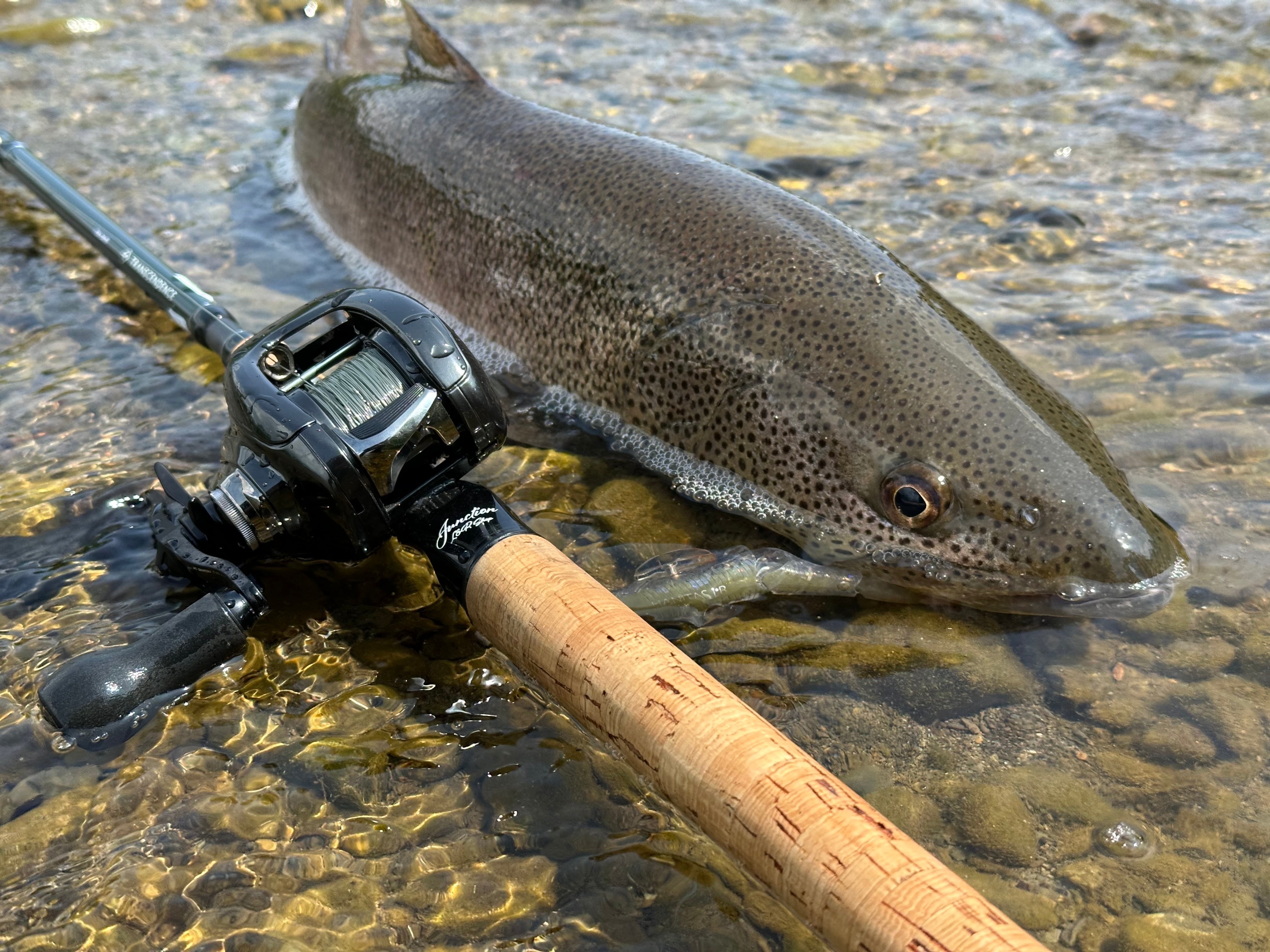 トランスセンデンス　レイトブルーミングス junction ver.60+ JUNCTION×TRANSCENDENCE ”LateBloomings Junction Ver.60＋