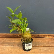 【伊藤蟻】ヒドノフィツム　sp.【828】