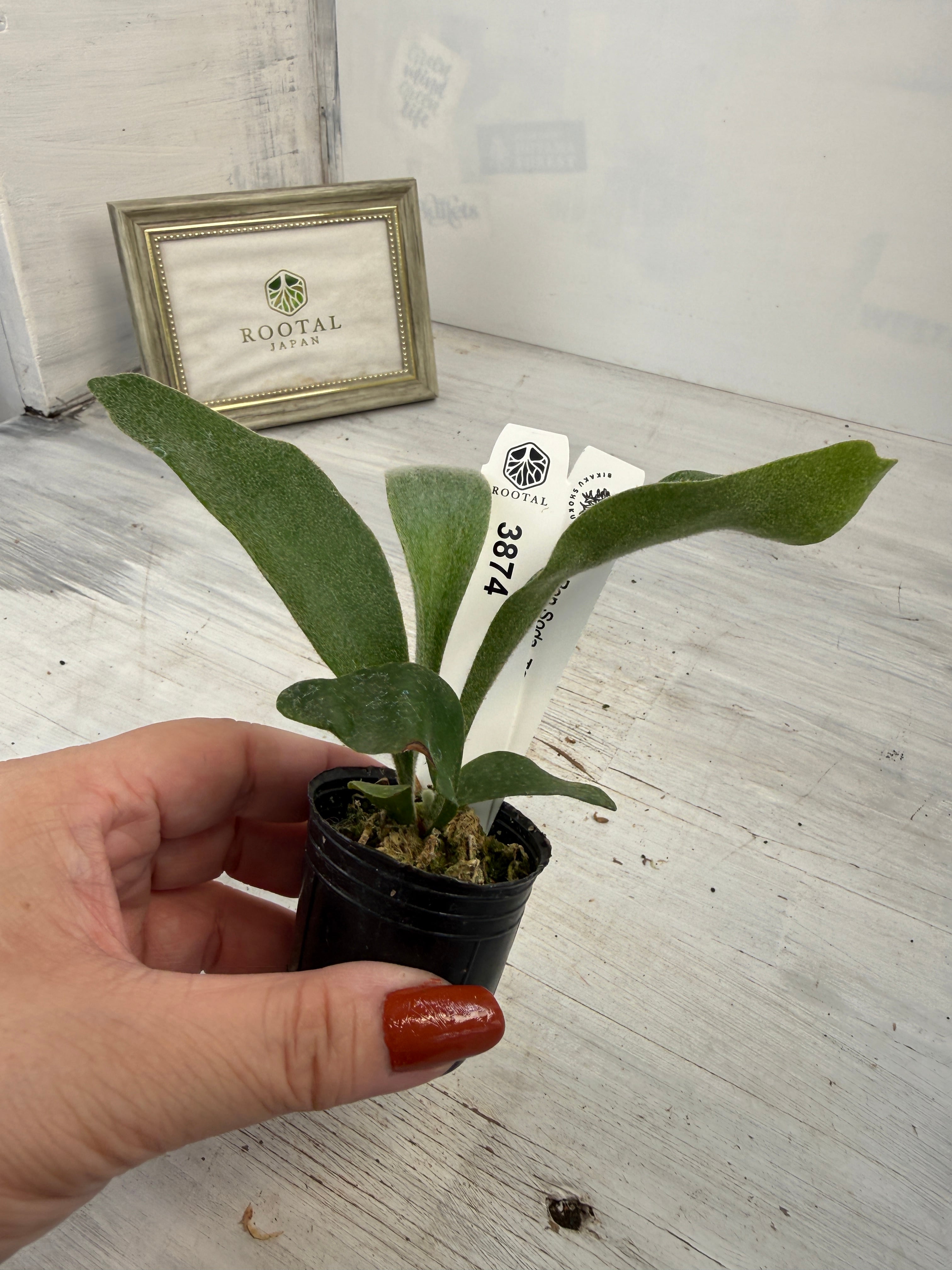 ☆3874 ビカクシダ ポップソーダ TC (5㎝ポット) | ROOTALPLANTS