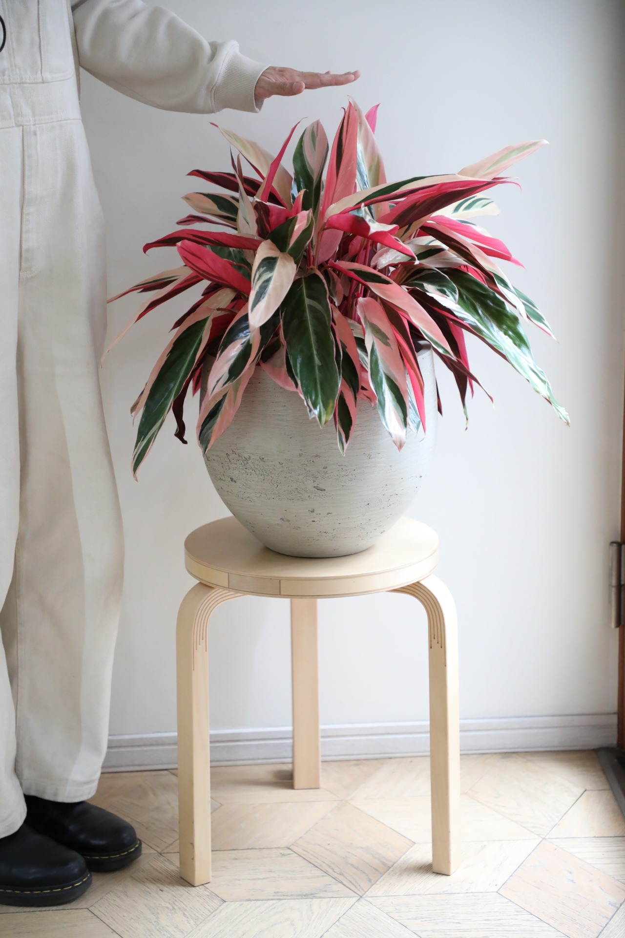 【M】カラテア トリオスター/Calathea