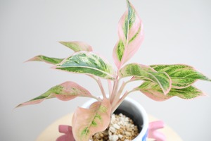 【M】アグラオネマ サイアムオーロラ/Aglaonema