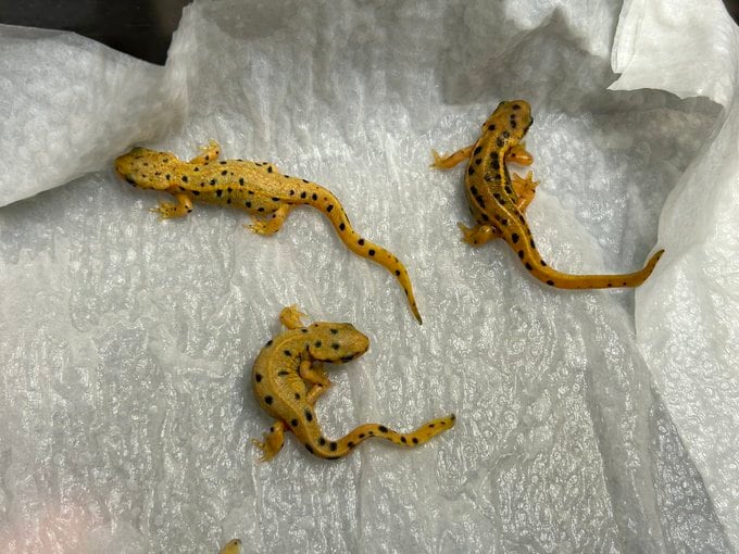 アカハライモリ色彩変化（5-7cm） （極上個体の子供） 水中生活、冷凍