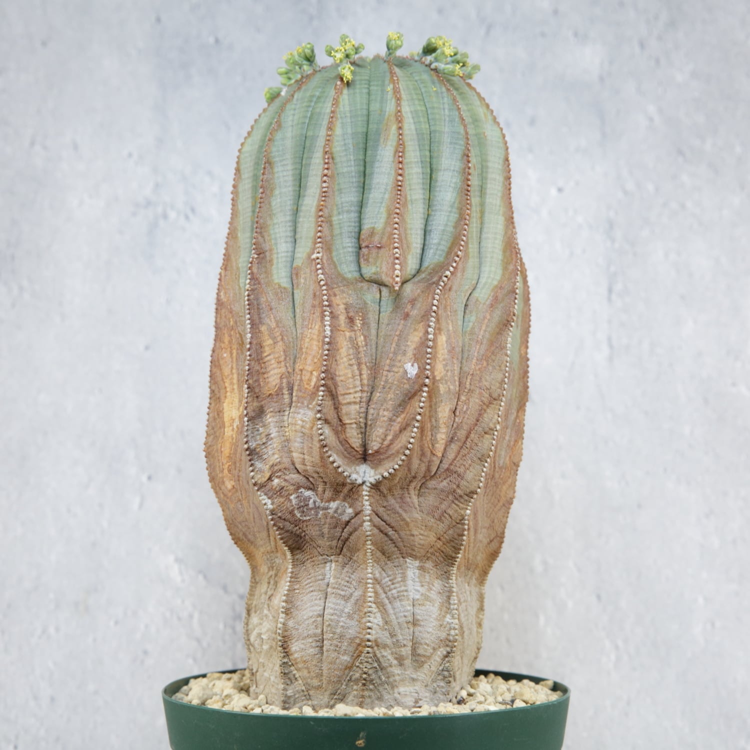 オス株【超厳選株】超大株 直径約9cm マウンテン ヴィンテージ オベサ