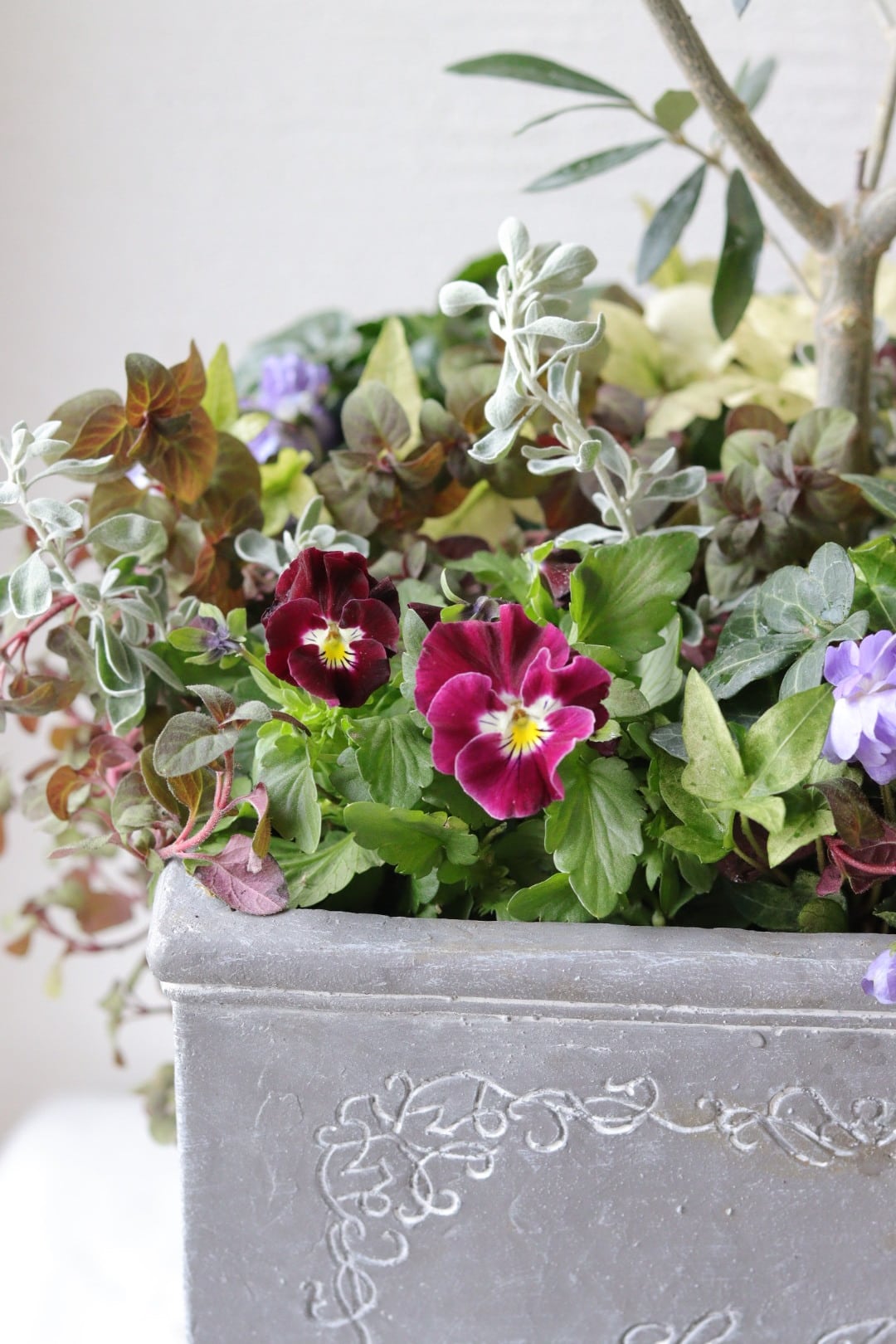 シンボルツリーに❤︎オリーブの株元寄せ植え | Total Plants Egret