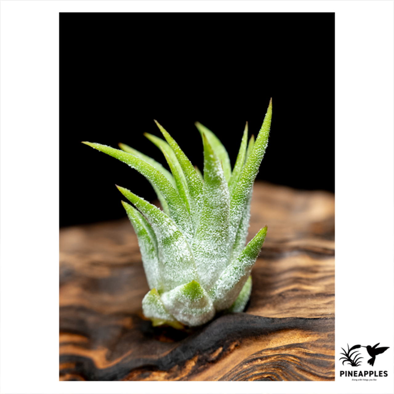 Tillandsia ionantha ’Orange Blush Form’ - 1