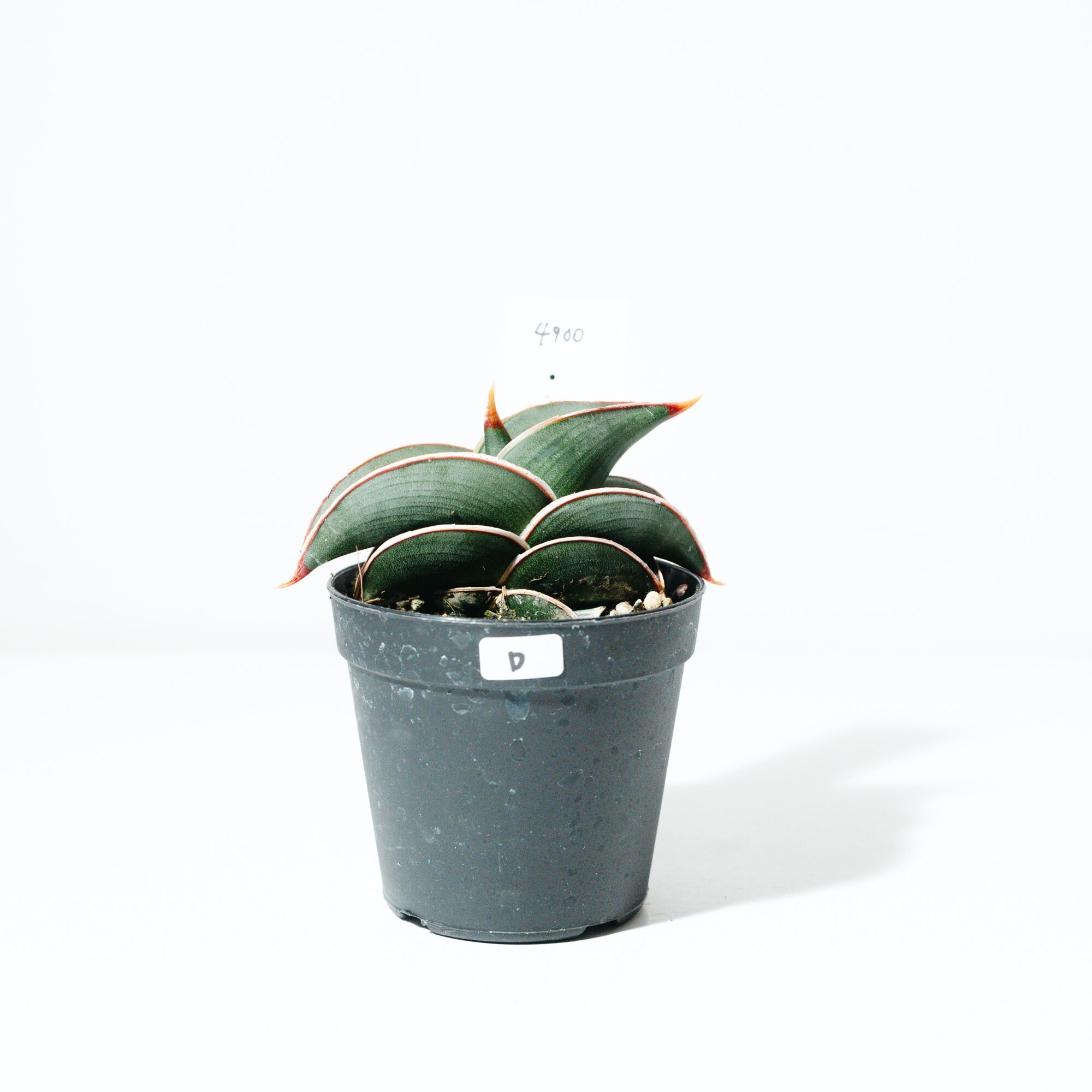 アロエラボのアロエ・ハイブリッド（Aloe hybrid）子株_250824 | MERAKI
