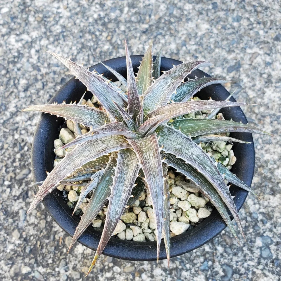 レアプランツ通販サイトPlants Maniax（プランツ・マニアックス）