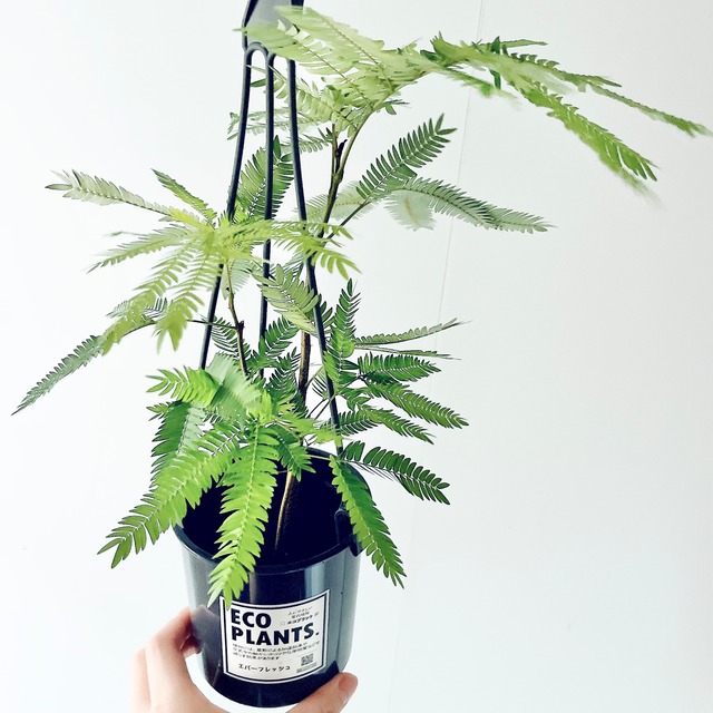 エバーフレッシュ ネムノキ 観葉植物 calm cafe