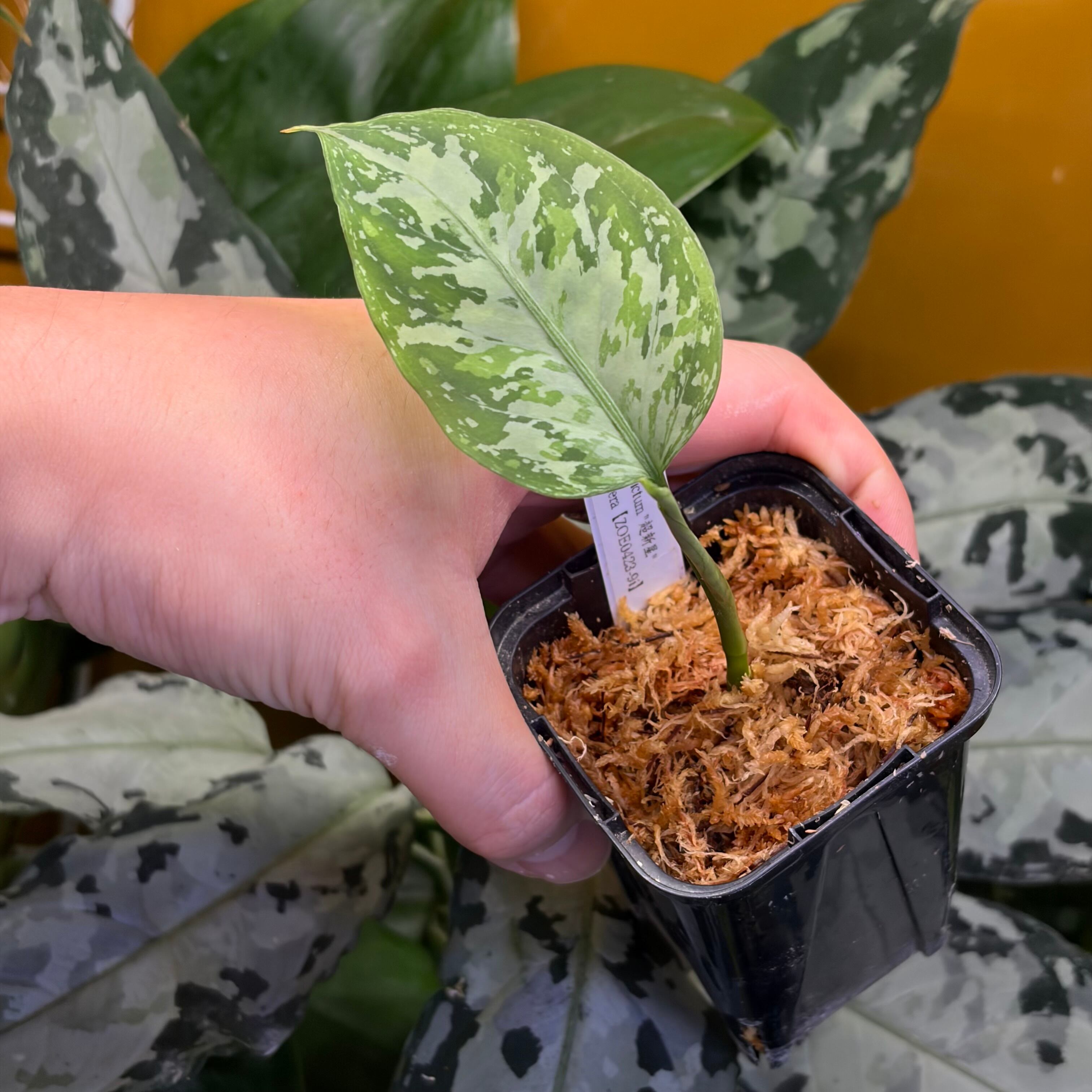 Aglaonema pictum “超新星” Aceh Sumatera【ZOE0423-9i】 | 熱帯雨林