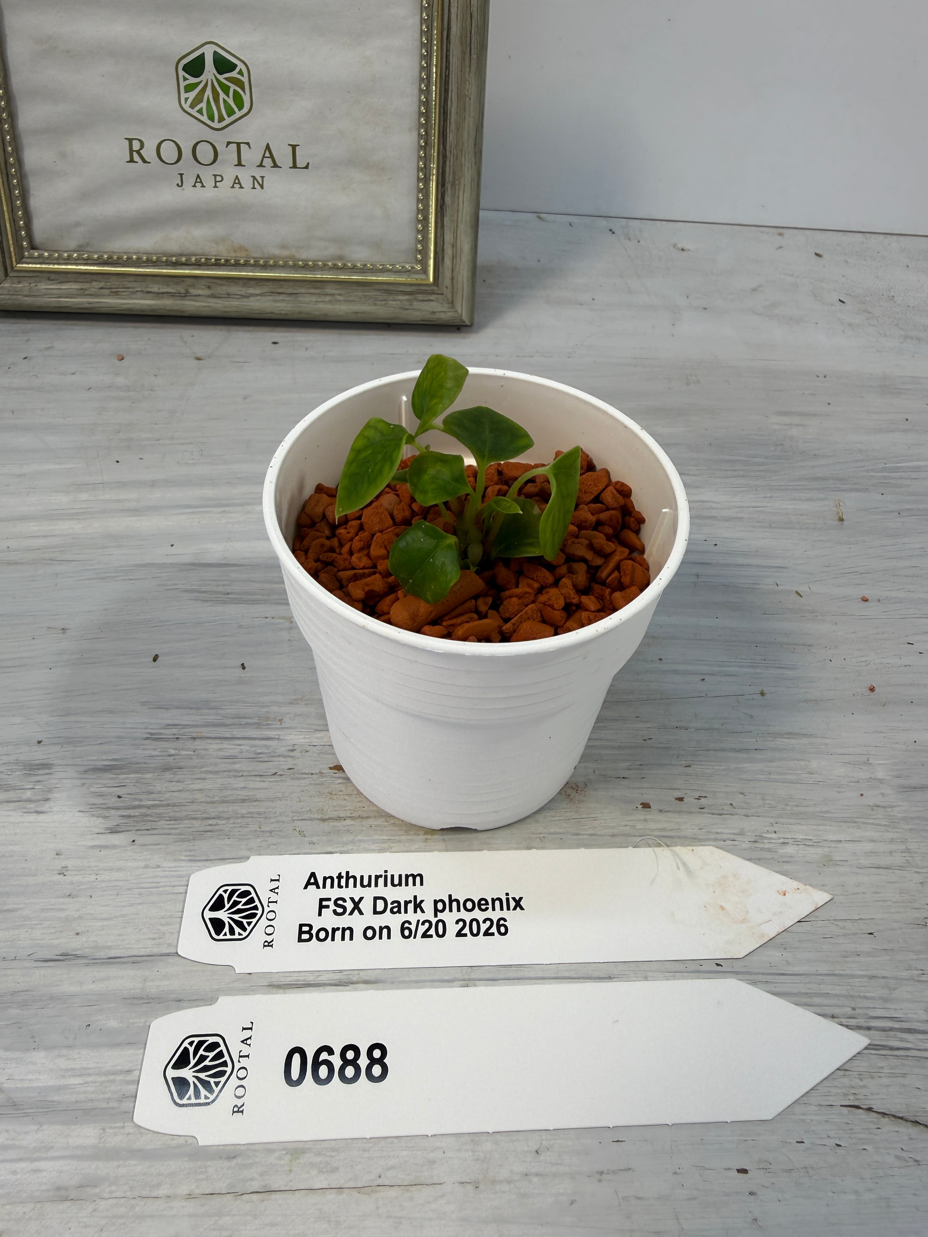 ROOTALPLANTS