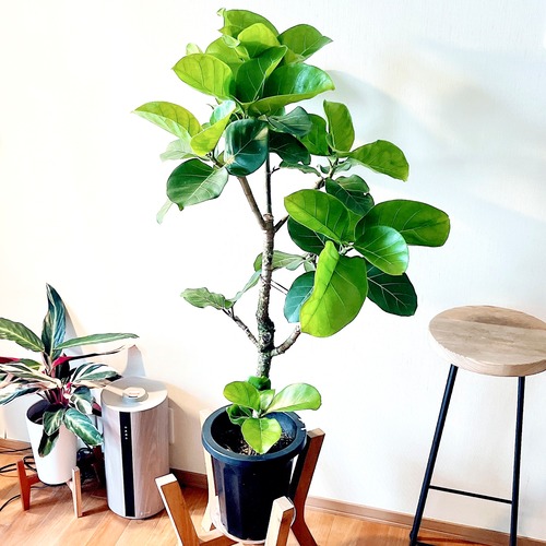 希少 フィカス アフリカンプリンス ８号 観葉植物 calm cafe