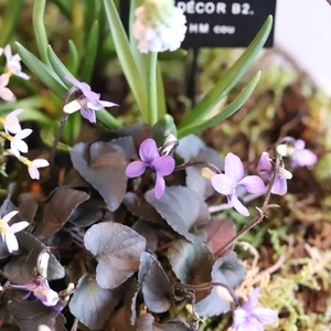 コピー：コケワイヤーバスケットのムスカリと春のお花　ピック付き　寄せ植え　届いてすぐ玄関に飾れる 　プレゼントにもオススメ　