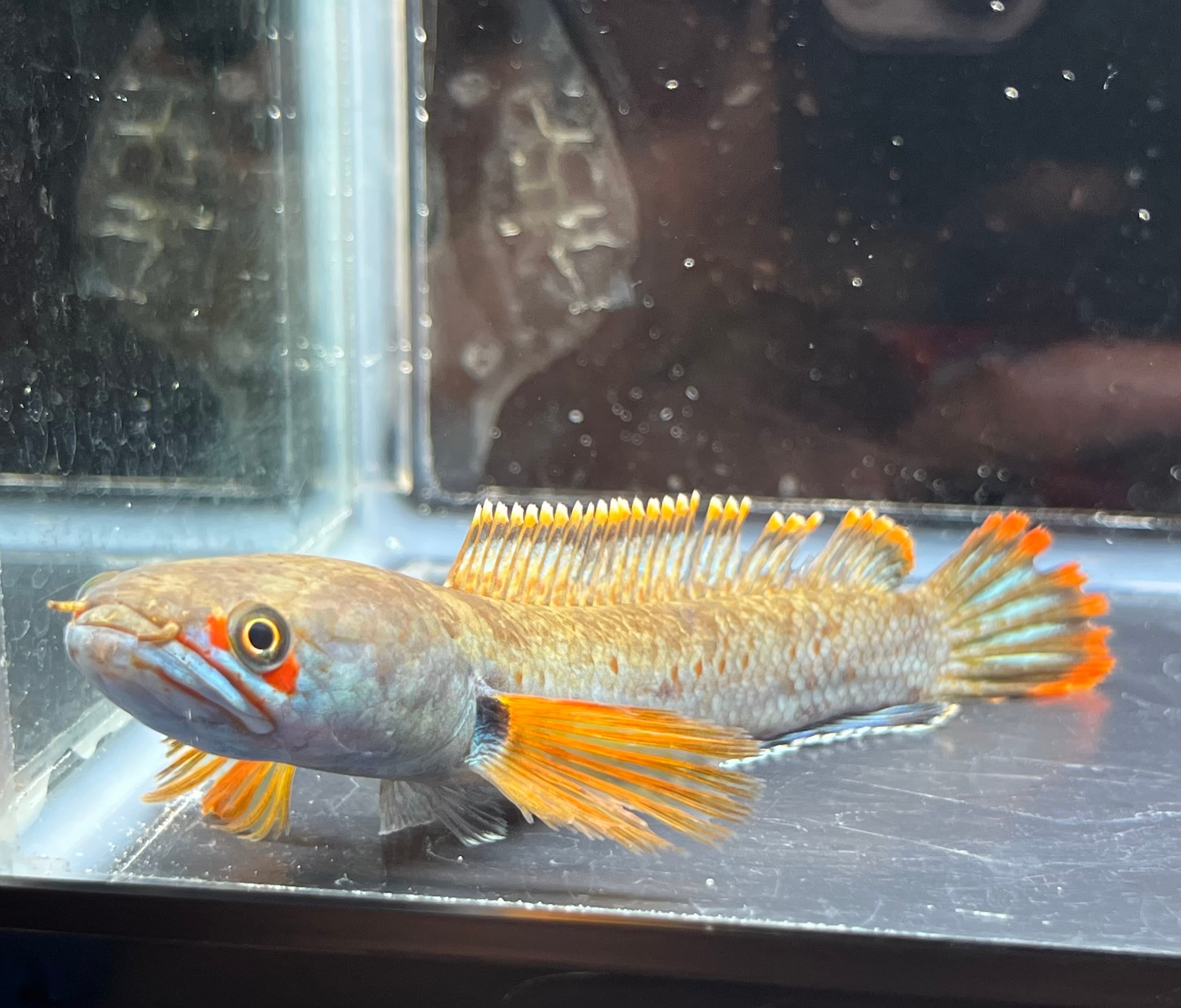 ◇激レア◇WILD チャンナコッキネア（channa coccinea) 1匹 | アクア